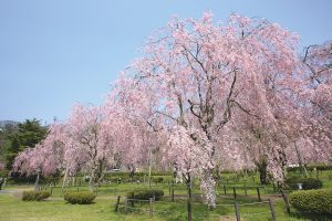 Yonaijosuijo Weeping Cherry Trees