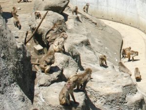 Morioka Zoological ParkZOOMO