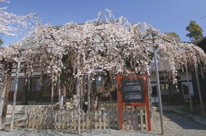 Ryukokuji Temple’s Morioka Weeping Cherry Trees